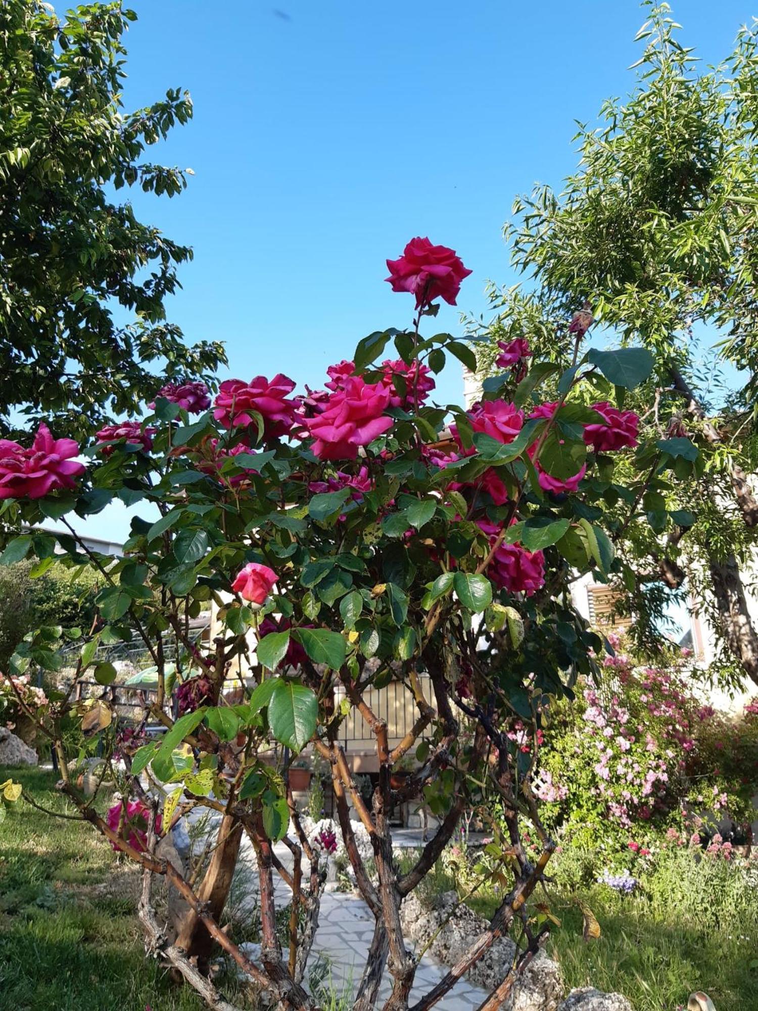 Bed and Breakfast Il Girasole Castelvecchio Calvisio Exterior foto