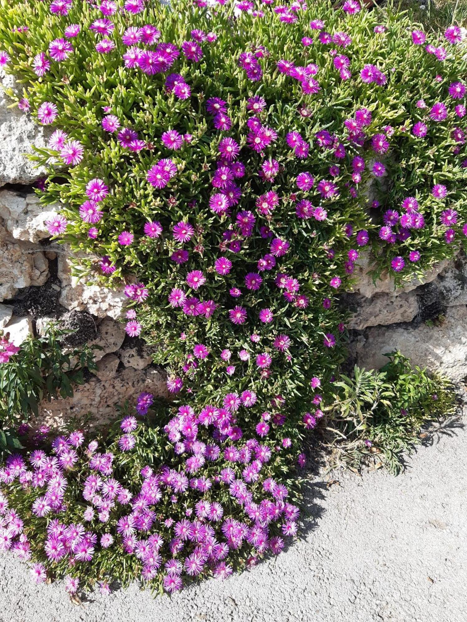 Bed and Breakfast Il Girasole Castelvecchio Calvisio Exterior foto